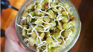 How to Sprout Lentils in a Jar – Daughter of Seitan