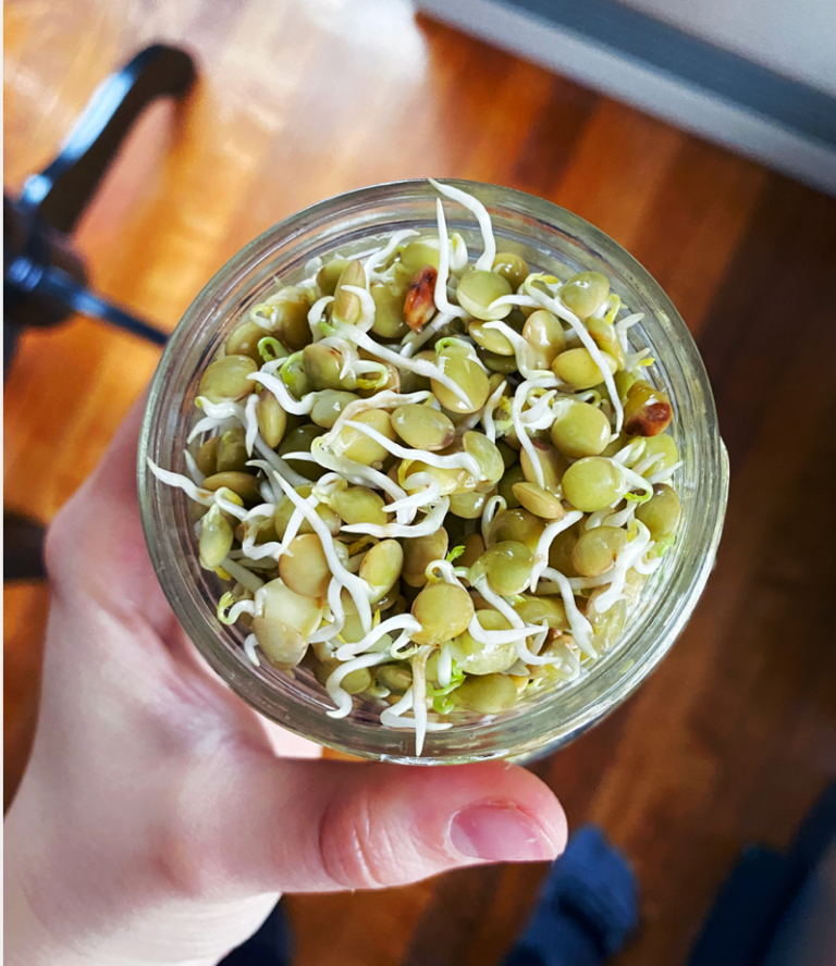How to Sprout Lentils in a Jar Daughter of Seitan