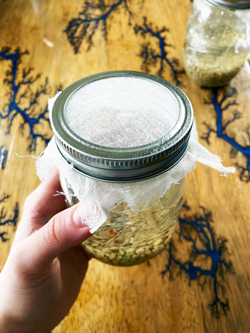How to Sprout Lentils in a Jar Daughter of Seitan