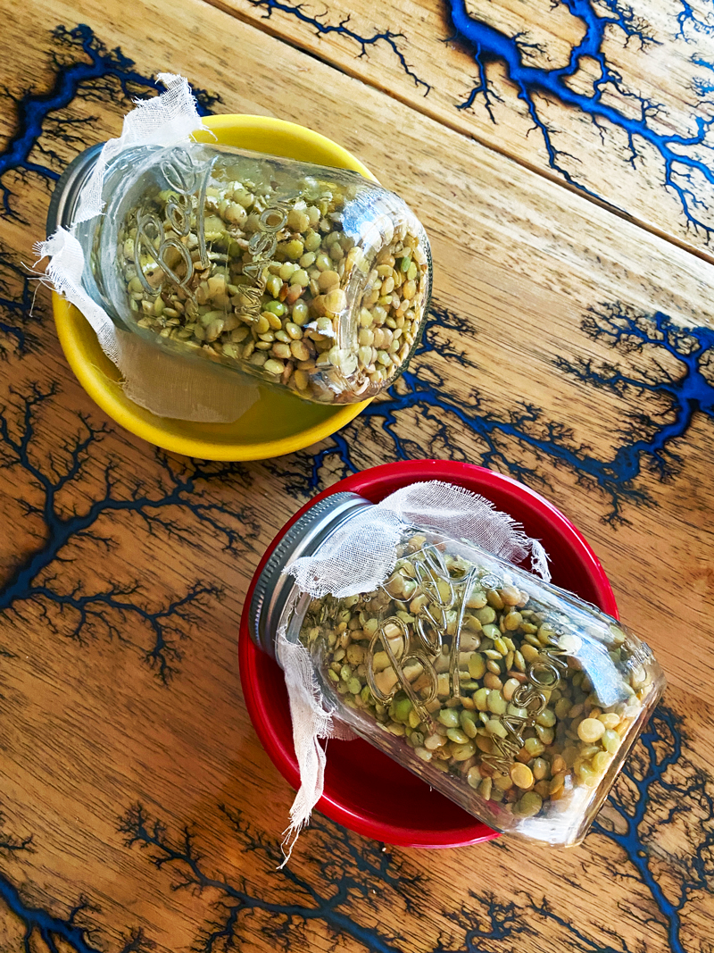 How to Sprout Lentils in a Jar Daughter of Seitan