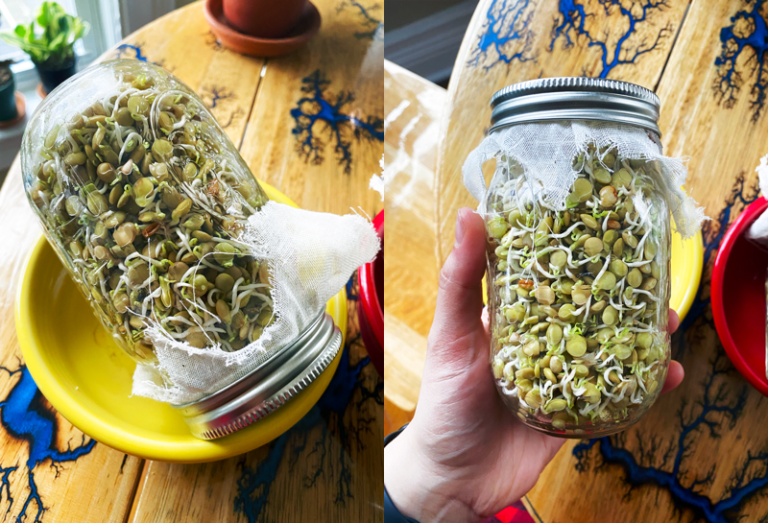 How to Sprout Lentils in a Jar Daughter of Seitan